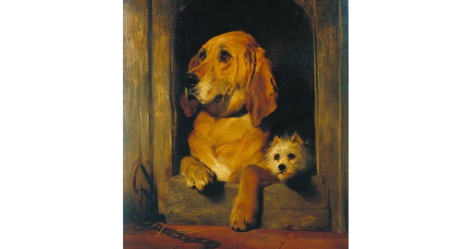 Why Do Smaller Dogs Live Longer Than Bigger Dogs